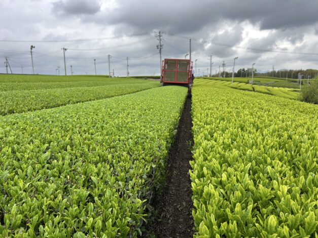 新茶の季節です！