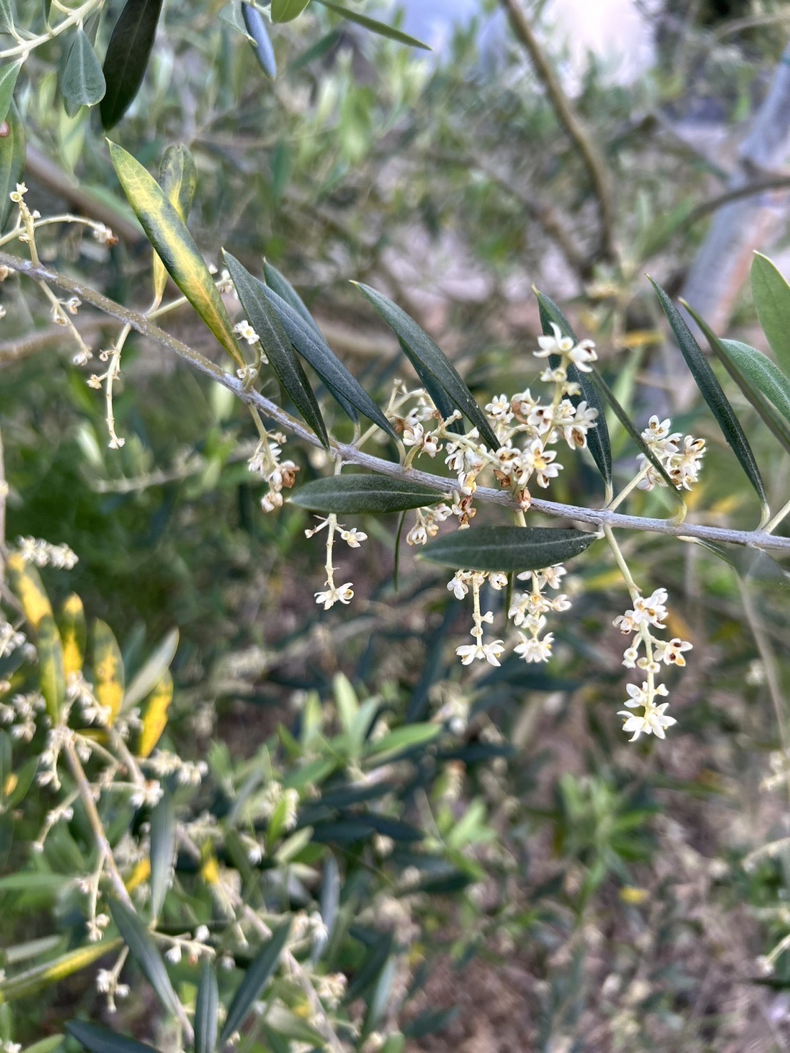 オリーブが花を咲かせています | 丸松園