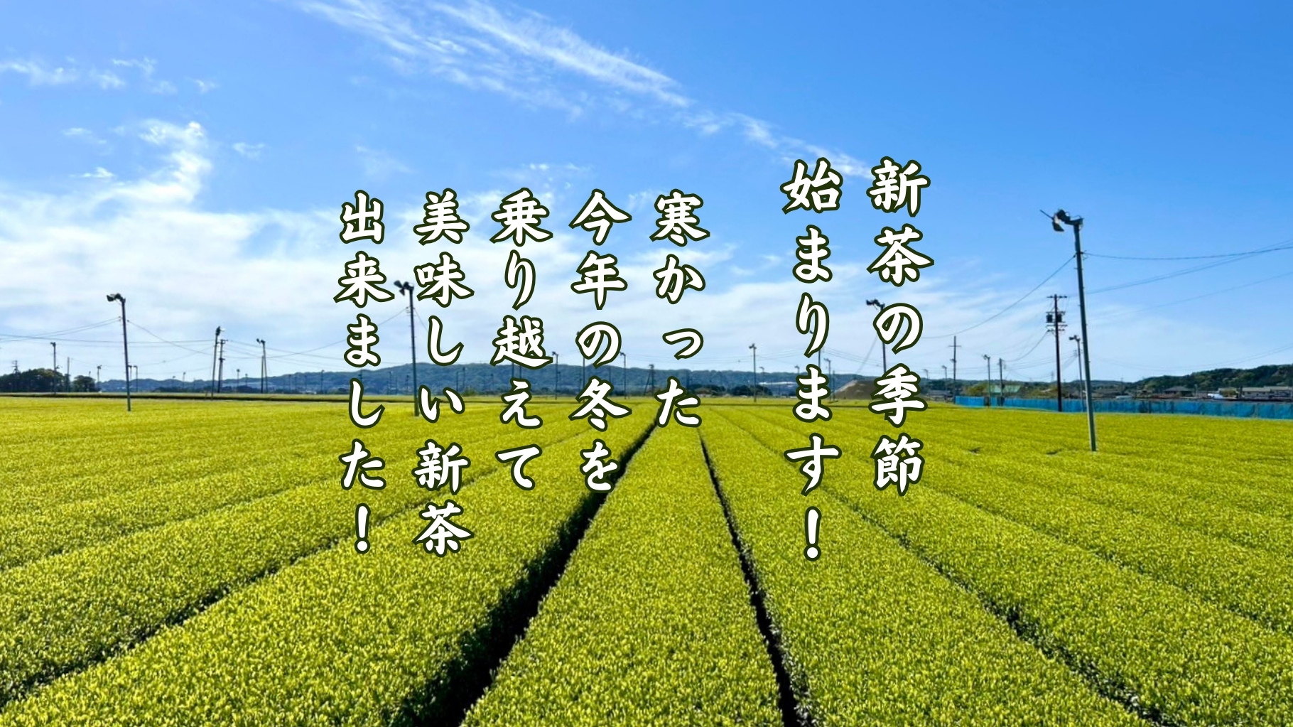 令和7年・新茶発売のお知らせ | 丸松園